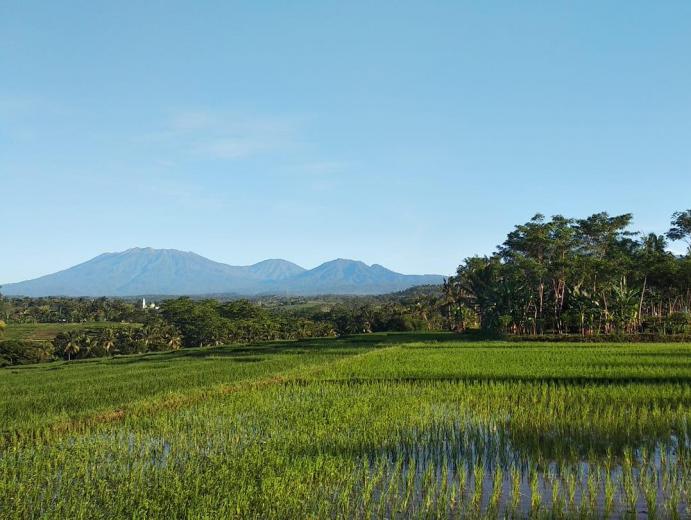 kemiren - Jadesta (1)