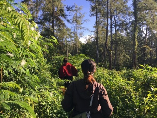 Adventure Journey : Trekking in Sacred Forest of Tenganan Village